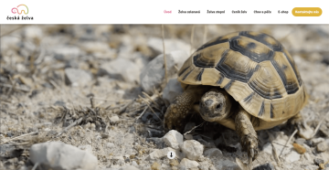 Prodej suchozemských želv - Česká želva